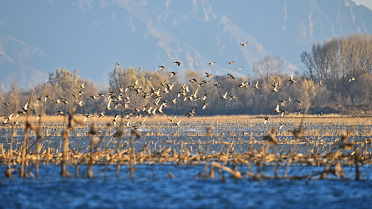 北京康西草原群鳥(niǎo)齊飛 成為一道靚麗風(fēng)景線(xiàn)